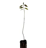 Planta natural Prunus Spinosa. Endrino 20-30 cm. En cepellón, listos para plantar. Ofrece frutos comestibles, mejora la biodiversidad y actúa como barrera natural.