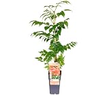 Mur Planta: análisis y comparativa de los mejores vinos y bebidas alcohólicas