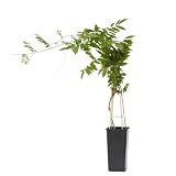Verdecora Wisteria en maceta de 2 litros | Glicinia | Planta Trepadora Natural de Exterior con Flores Péndulas y Aromáticas | Ideal para Jardines, Pérgolas y Muros