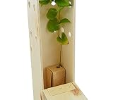 MORERA - Arbolito de Pequeño Tamaño presentado en Caja de Madera - Alveolo forestal Ideal para Regalar - 1 ud