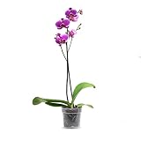 Orquidea phalaenopsis 1 tallo en maceta 12cm surtido variado