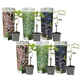 Plant in a Box - Mezcla de 6 plantas de uva - Vitis Vinifera - Uva - Maceta 9cm - Altura 25-40cm
