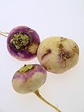 Brassica Blanca: Análisis y Comparativa de los Mejores Vinos y Bebidas Alcohólicas para Maridaje Perfecto