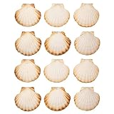 Finoly Conchas de Vieira Natural Grandes Pack 4/8/12/16 Unidades 10 x 11 cm para Cocina Decoración | Conchas de Vieiras Grandes Manualidades Artesanía DIY (12)