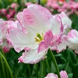 Tulipán Cabanna - Bulbos perennes de flor primaveral para plantar en otoño