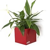 KalaMitica - Cubo Magnético 9.5 cm, Rojo - Organizador o Macetero Magnético de Pared con Imán Potente para Pizarras Magnéticas, Frigoríficos, Armarios Metálicos