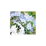 Celestina o Plumbago (maceta 13 cm Ø)