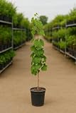 Vid Uva de Mesa Regal Sin Pepitas (Vitis vinifera) 5L – Parra de Uvas Dulces para Jardín y Huerto
