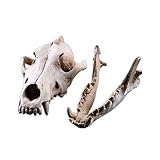 VOANZO Réplica de Modelo de Cabeza de Muerte de Lobo de Resina, Accesorio de fotografía, Herramienta educativa para decoración de Interiores