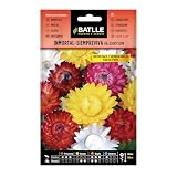 Semillas Batlle - Semillas De Inmortal Siempreviva Flor De Papel