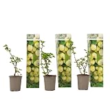 Plant in a Box - Grosella espinosa - 3 piezas - Ribes uva- crispa - Altura 25-40cm - ⌀9cm