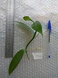Isola della Riunione, Planifolia Orchidea Pianta Vaniglia, Vaniglia Orchid Pianta