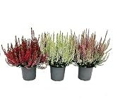 Calluna vulgaris – Juego de 3 plantas – Brezo – Planta de brezo – Resistente al invierno – Maceta de 11 cm – Mezcla de colores