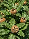 SaatPilot | Mespilus germanica | 25 semillas | Níspero europeo