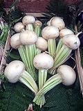 Nabo blanco de mayo 'Platte Witte Mei' (Brassica rapa subsp. rapa var. majalis) - aprox. 200 semillas
