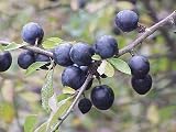 250 endrinas de grano *Espino negro* -Prunus spinosa- Resistente al invierno