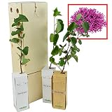 ÁRBOL DEL AMOR de pequeño tamaño en caja de madera. Alveolo forestal (3)
