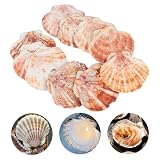 10Pcs Blanco Grandes Conchas Naturales, 10-12cm Conchas de Mar Decoracion