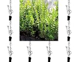 ¡¡¡ 10 Plantas !!! natural Myrtus Comunnis. Mirto. 20-30 cm. En cepellón listos para plantar. Aromática, resistente, atrae polinizadores, ideal para setos, mejora suelos y tiene usos medicinales.
