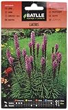 Semillas Batlle Liatris, semillas para plantar