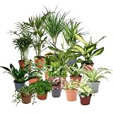 Verdecora Pack de 10 Plantas Naturales en Maceta de Ø9cm
