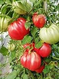 TOMATE COSTOLUTO DEI COLLI EUGANEI 5+ semillas P 697