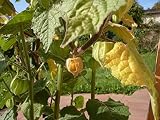 Uva espinosa del Cabo - Physalis peruviana 20+ semillas ¡DE ALTO RENDIMIENTO y DELICIOSA! So 021