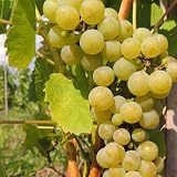 Planta de Vid Muscaris 2L – Variedad Blanca Sostenible Resistente a Enfermedades