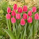 Bloomique - Mix de 20 - Tulipa - Tulipanes rosas - Bulbos - Floración primaveral - Vivaz - Crece 45-55 cm