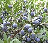 PLANTA DE MIRTO SARDO, MIRTO, MURTA, MYRTUS COMMUNIS, CERDEÑA MACETA D.18-2 AÑOS