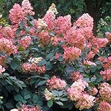 Hortensia Paniculada Pink Diamond - Arbusto de Jardín Exterior Caducifolio